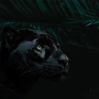 Black Panther - Черная пантера